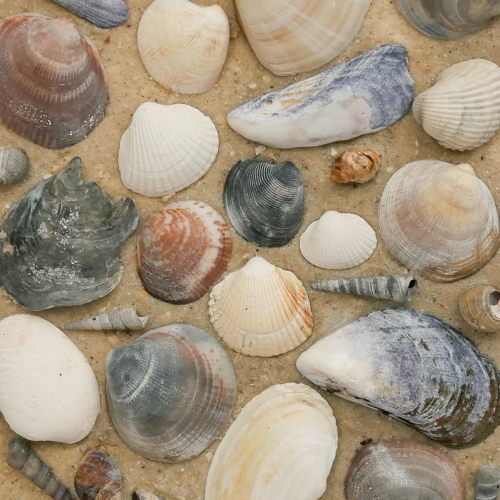 Maritimes Wandbild aus Altholz mit echten Muscheln und rückseitiger Aufhängung. Nachhaltig & handgefertigt.